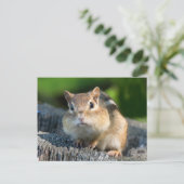 Puffy Cheeked Chipmunk Postkarte (Stehend Vorderseite)