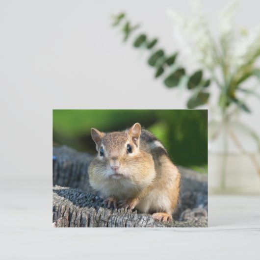 Puffy Cheeked Chipmunk Postkarte (Stehend Vorderseite)