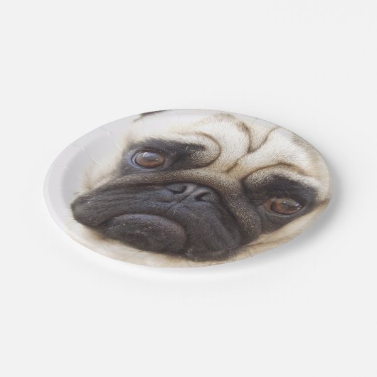 pug-7 pappteller (Schrägansicht)