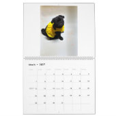 pug and Boston terrier calendar Kalender (Mär 2027)