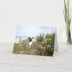 Pug Beachgrass Card Karte