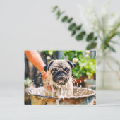 Pug Being Bathed in Bucket of Water Postkarte (Stehend Vorderseite)