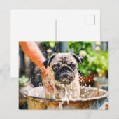 Pug Being Bathed in Bucket of Water Postkarte (Vorne/Hinten)