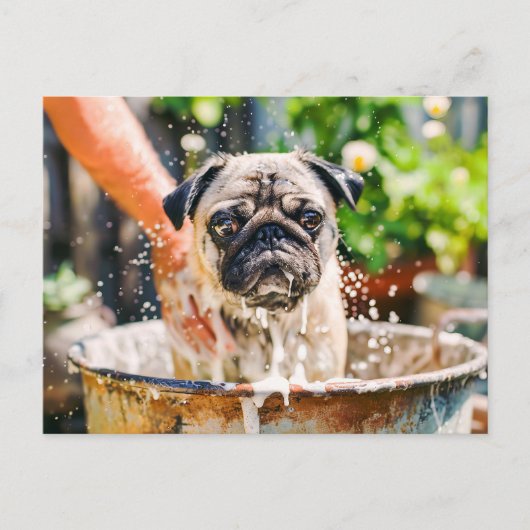 Pug Being Bathed in Bucket of Water Postkarte (Vorderseite)