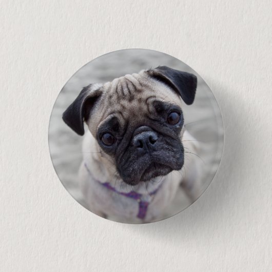 Pug Closeup Button (Vorderseite)