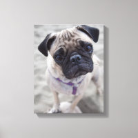 Pug Closeup