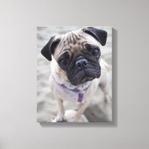 Pug Closeup Leinwanddruck