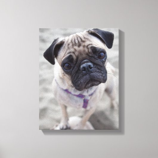 Pug Closeup Leinwanddruck (Vorderseite)