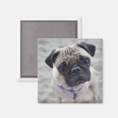 Pug Closeup Magnet (Vorderseite/Rückseite)