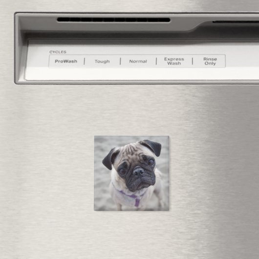 Pug Closeup Magnet (In Situ (Geschirrspüler))
