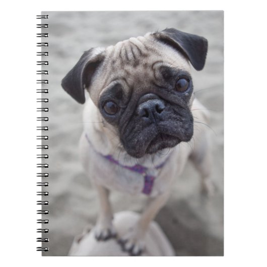 Pug Closeup Notizblock (Vorderseite)