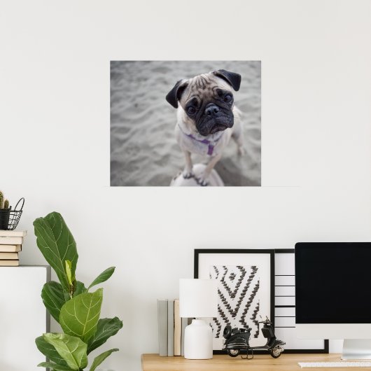 Pug Closeup Poster (Heimbüro)