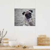 Pug Closeup Poster (Küche)