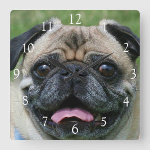 Pug dog square clock quadratische wanduhr