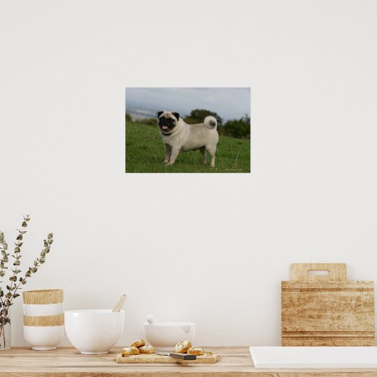 Pug Panting Poster (Küche)