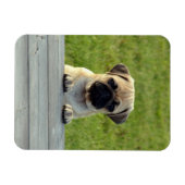 Pug Pup Photo Magnet (Horizontal)