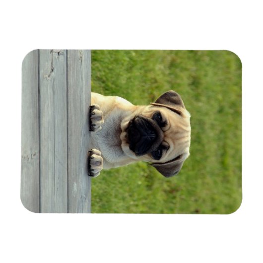 Pug Pup Photo Magnet (Horizontal)