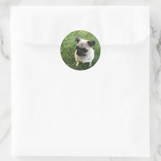 Pug Pup Runder Aufkleber (Tasche)