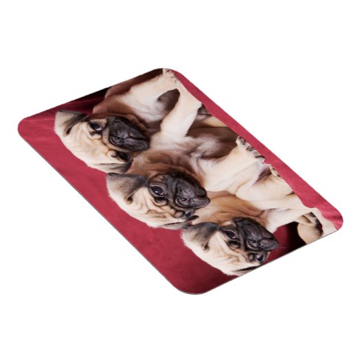 Pug Triplets Magnet (Rechte Seite)