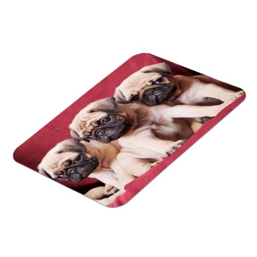 Pug Triplets Magnet (Linke Seite)