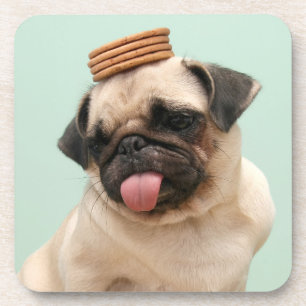 Pug Wants Treats Getränkeuntersetzer