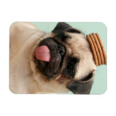 Pug Wants Treats Magnet (Horizontal)