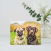 Pug with Dog Friend Playing Together Postkarte (Stehend Vorderseite)