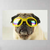 Pug with Goggles Poster (Vorne)