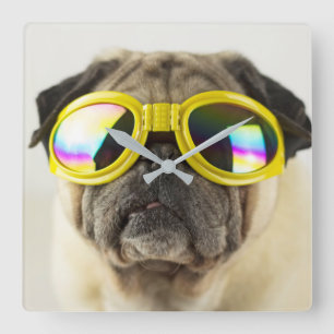 Pug with Goggles Quadratische Wanduhr