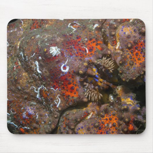 Puget Sound King Crab Mousepad (Vorne)