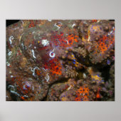 Puget Sound King Crab Poster (Vorne)