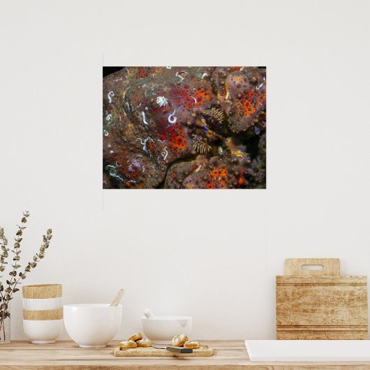 Puget Sound King Crab Poster (Küche)