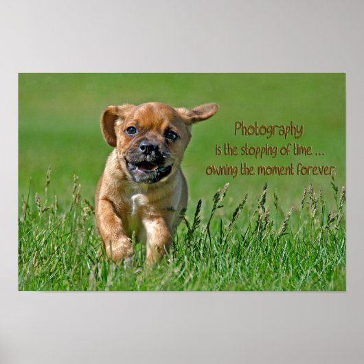 Puggle auf dem Laufenden Poster (Vorne)