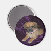 Puggle-Liebe Magnet (Vorderseite/Rückseite)