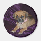 Puggle-Liebe Magnet (Vorne)