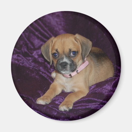 Puggle-Liebe Magnet (Vorne)