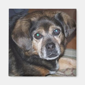 Puggle Magnet (Vorne)