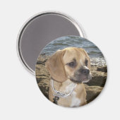 Puggle Magnet (Vorderseite/Rückseite)