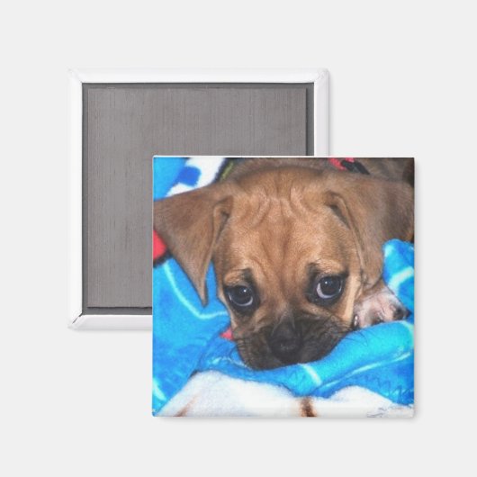 Puggle Magnet (Vorderseite/Rückseite)