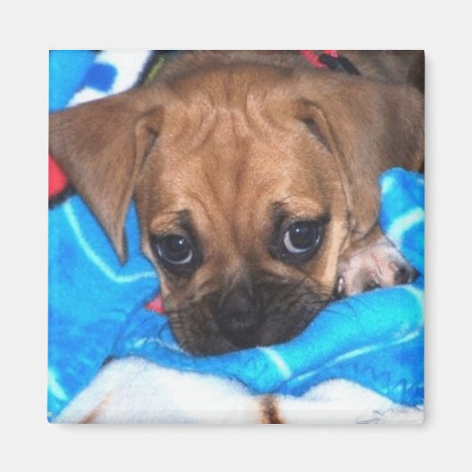 Puggle Magnet (Vorne)