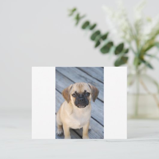 Puggle Postkarte (Stehend Vorderseite)