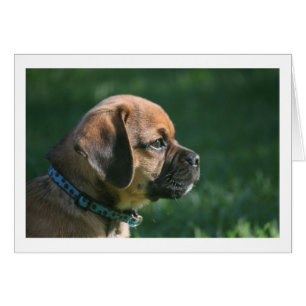 puggle Profil