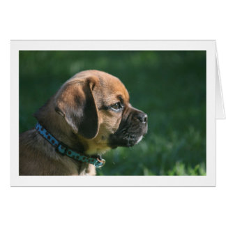 Puggle-Profil