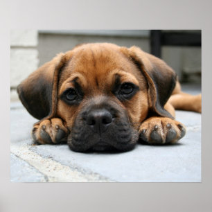 puggle Welpe Poster
