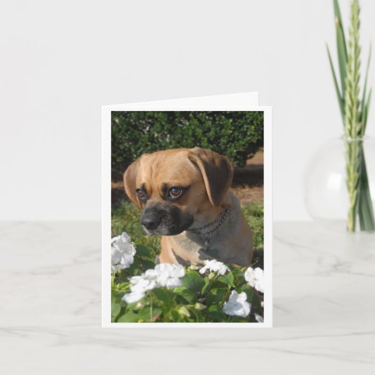 Puggles Karte (Vorderseite)