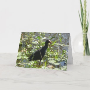Pukeko Birthday Card Karte
