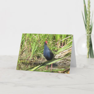 Pukeko Birthday Card Karte
