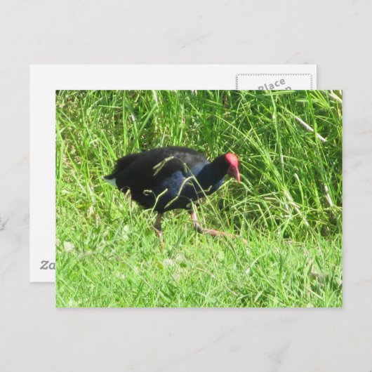 Pukeko Postkarte (Vorne/Hinten)
