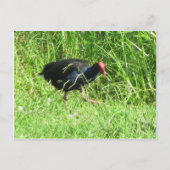 Pukeko Postkarte (Vorderseite)