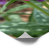 Pulmonaria Himbeerplakat Poster (Ecke)